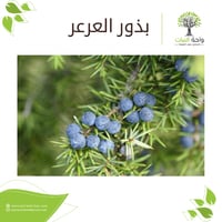 بذور العرعر