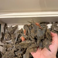 عود الحرم فاخر