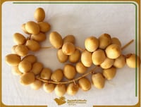 تمر برحي باسقات الجزيرة