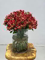 فازه ورد الستوميريا