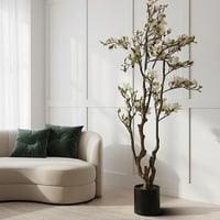 شجر الماغنوليا ابيض مقاس 2٫2م