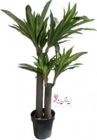 شجرة برازايل