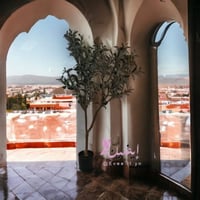 شجرة اوراق الزيتون