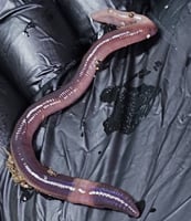 20 دودة منوعة + 3 حبات مجانا