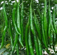 بذور فلفل كابين حار 67