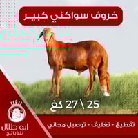 خروف سواكني كبير