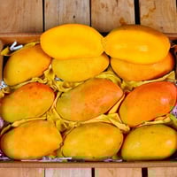 مانجو تيمور- قطفة خاصة