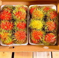 كرتون رامبوتان