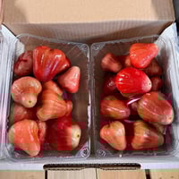 كرتون تفاح التوت