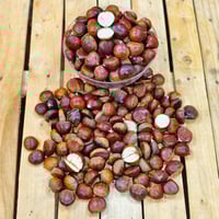 كستناء تركي فاخرة