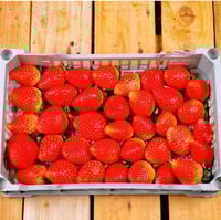 سلة الفراولة