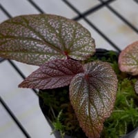 t / بيجونيا ماكولاتا بينك سبوت