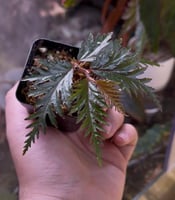 Begonia sp. sulawesi