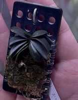 #schoenorchisfragrans