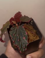 Begonia darthvaderiana × Begonia negrosensis