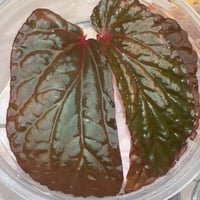 Begonia Black Blood