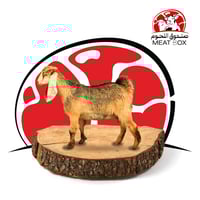 تيس كشميري صغير من 7 - 8 كيلو