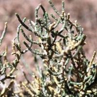 بذور عشبة الشنان(Anabasis)