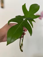عقلات (عقلة واحدة)