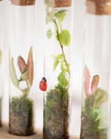 هدية التيراروم