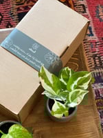 بوكس يوم المعلم