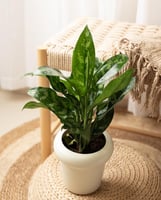 هدية اجلونيما