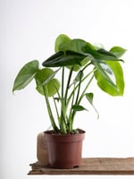 نبات المونستيرا