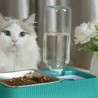 صحن أكل مع مشربية للقطط