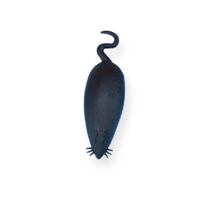 فأر