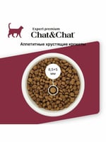 شات اند شات طعام القطط الجاف لحم بقري للقطط البالغ...