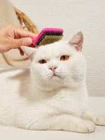 مشط شعر للقطط صغير