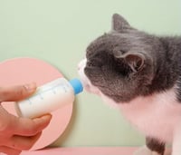 رضاعه للقط للكيتن