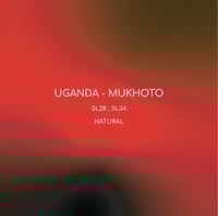 مخفضة قهوة انلايت موكوتو أوغندا مجففة