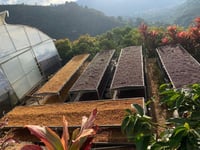 قهوة اورو قيشا لا بانديرا كوستاريكا مجففة لاهوائي...