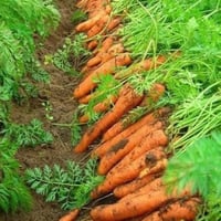 بذور نبات الجزر ( Raphanus sativus )