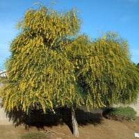 ‫بذور شجرة اكاسيا‬ ساليجنا‬ ‫- Acacia saligna