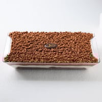 كيكة الهبة كرنشي شوكلت