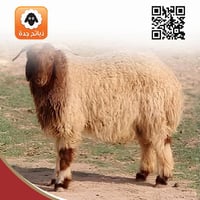 نعيمى