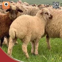 نعيمي جورجي