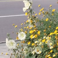 بذور زهرة الخطمية . الختمية - ألسيا روزي Alcea Ros...