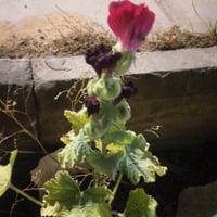 بذور زهرة الخطمية . الختمية - ألسيا روزي Alcea Ros...