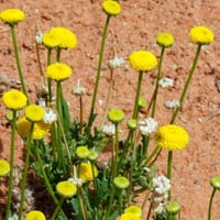 بذور نبات عشبة القراص او القريص البري Urtica Dioic...