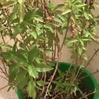 بذور شجرة الريحان Ocimum basilicum