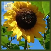 بذور شجرة دوار الشمسHelianthus annuuss