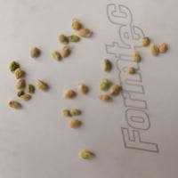 بذور شجرة النفل البري Trifolium arvense