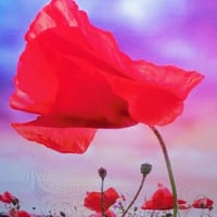 بذور زهرة الديدحان Anemone