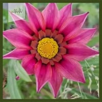 بذور زهرة جازانيا Gazania