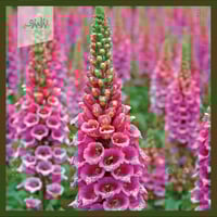 بذور زهرة قمعية الارجوانية Digitalis