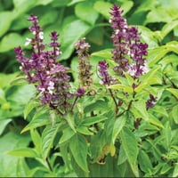 بذور شجرة الريحان Ocimum basilicum