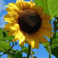بذور شجرة دوار الشمسHelianthus annuuss